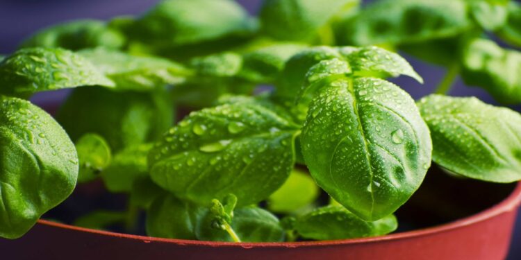 O erro que impede o manjericão de crescer dentro de casa