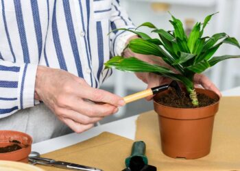 Cultivo doméstico que aumenta a ingestão de frutas frescas e nutrientes essenciais - Créditos: depositphotos.com / AndrewLozovyi