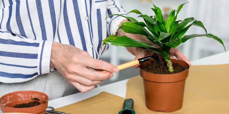 Cultivo doméstico que aumenta a ingestão de frutas frescas e nutrientes essenciais - Créditos: depositphotos.com / AndrewLozovyi