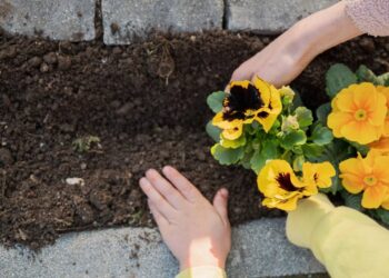 Crescimento rápido que garante floradas constantes em qualquer estação - Créditos: depositphotos.com / Gajus-Images