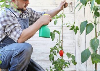 Adaptação prática permitindo o cultivo mesmo em espaços pequenos. - Créditos: depositphotos.com / amedeoemaja