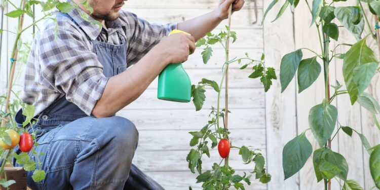 Adaptação prática permitindo o cultivo mesmo em espaços pequenos. - Créditos: depositphotos.com / amedeoemaja
