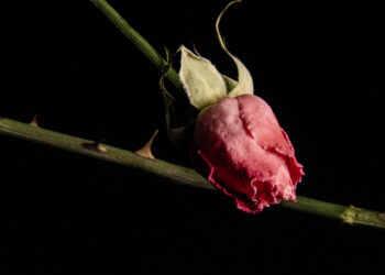 Como salvar uma planta que está murchando em 24 horas