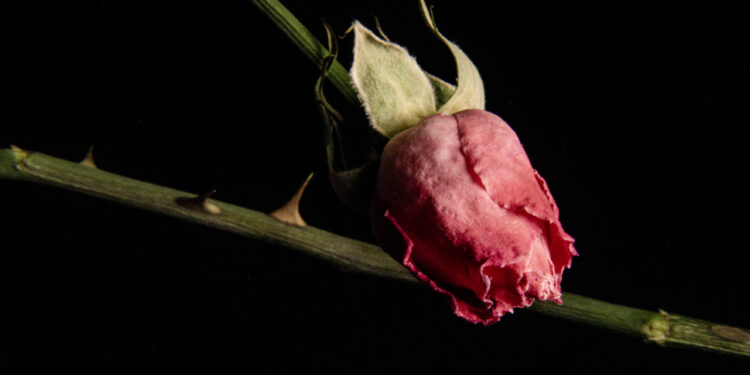 Como salvar uma planta que está murchando em 24 horas