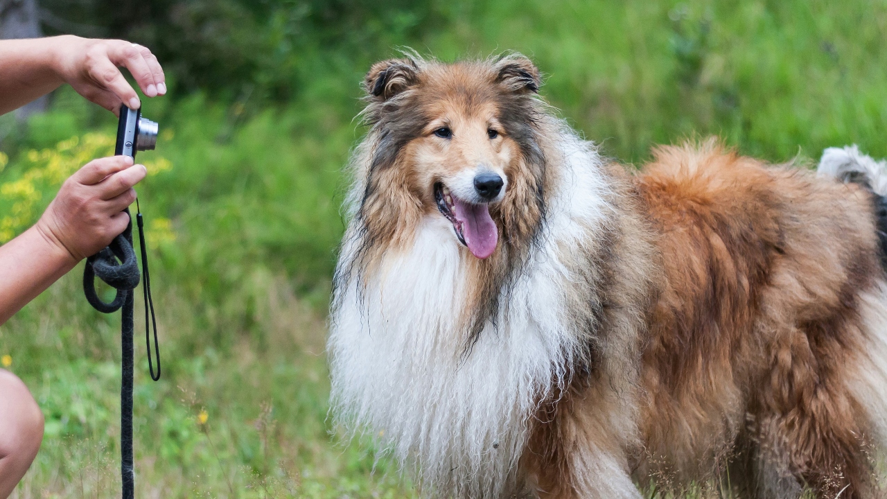 Rough Collie