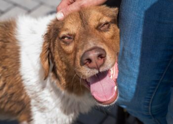 saliva de cachorro pode transmitir doenças