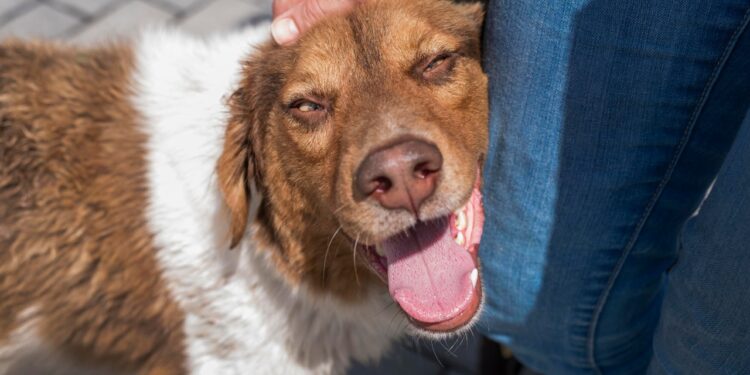 saliva de cachorro pode transmitir doenças