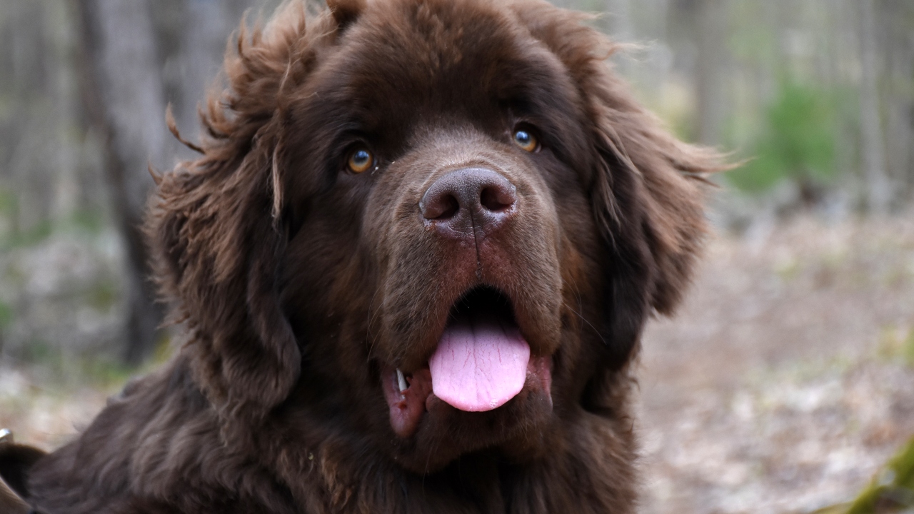 cachorro de grande porte dócil