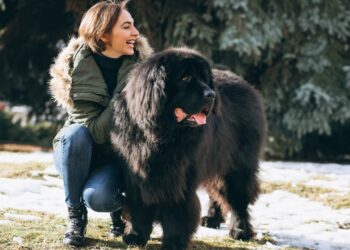 cachorro de grande porte dócil