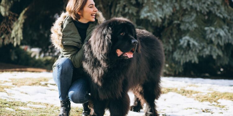 cachorro de grande porte dócil