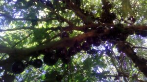 Como plantar jabuticabeira em vasos da maneira correta