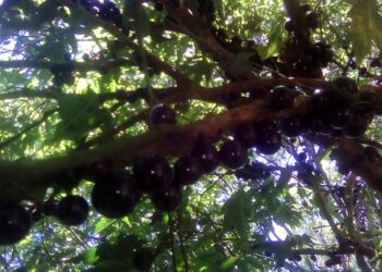 Como plantar jabuticabeira em vasos da maneira correta