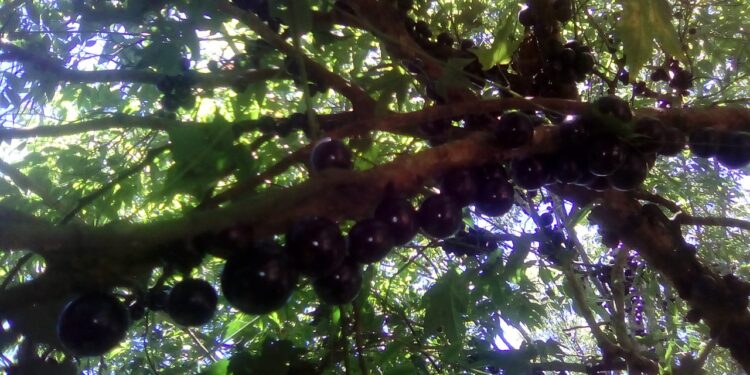 Como plantar jabuticabeira em vasos da maneira correta