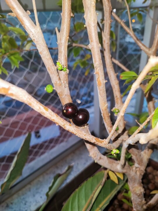 Como plantar jabuticabeira em vasos da maneira correta
