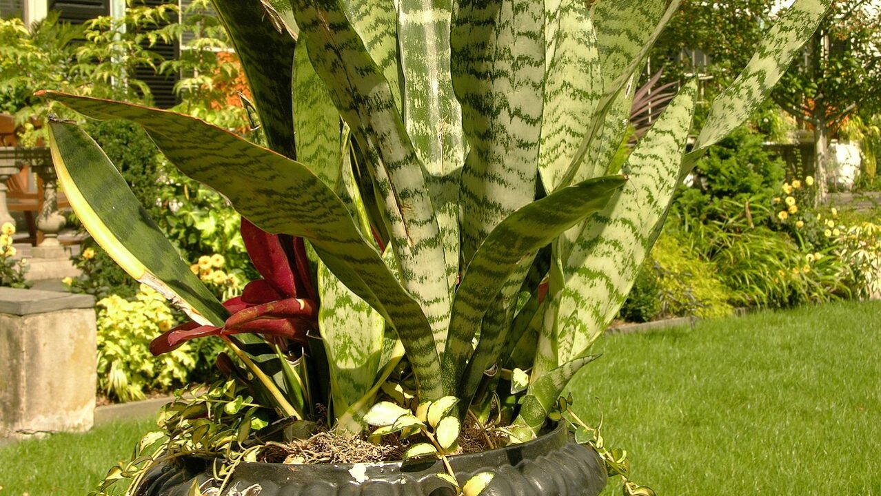 Cuidados para plantas em ambientes internos com pouca luz