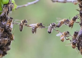 Garoto sobrevive a mais de 400 picadas de abelhas africanas graças a desenho animado