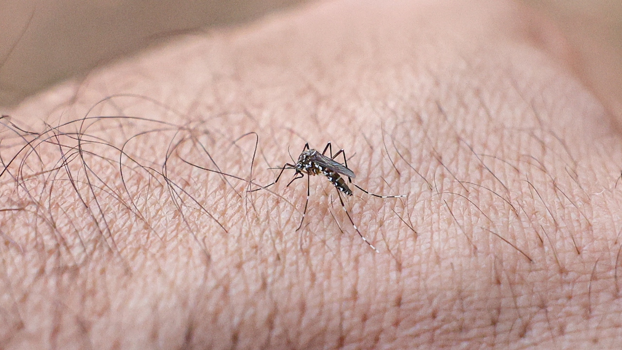 vacina contra a dengue