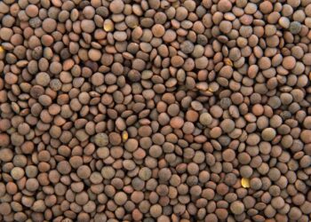 benefícios da lentilha