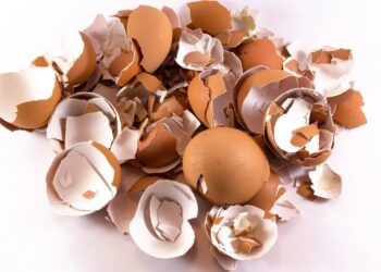 Como usar casca de ovo como adubo na horta