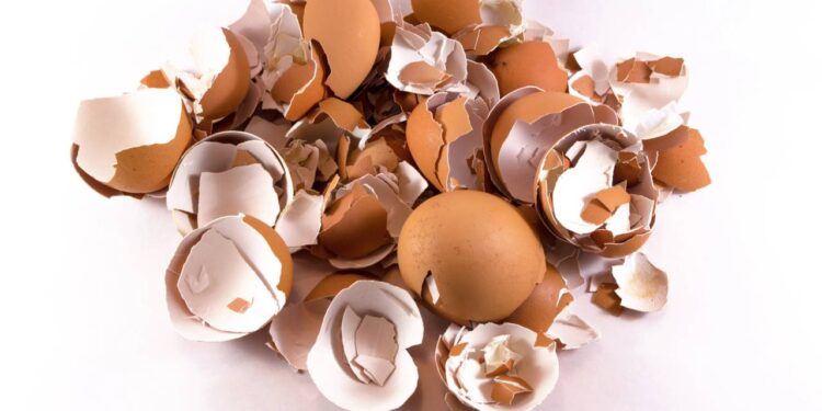 Como usar casca de ovo como adubo na horta