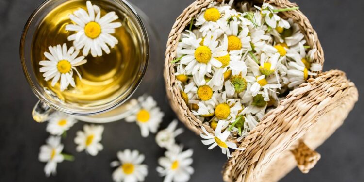 Chá de camomila gelado para olheiras