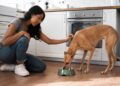 Alimentação natural para pets