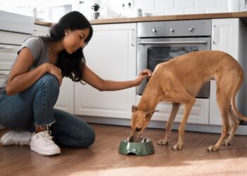 Alimentação natural para pets