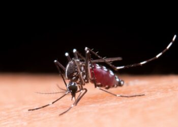 vacina contra dengue