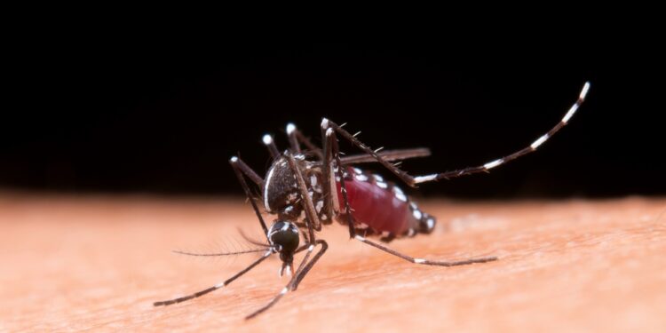 vacina contra dengue