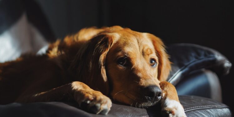 como proteger os pets do barulho dos fogos