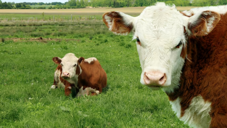 Como uma viúva com duas vacas virou símbolo do empreendedorismo feminino - e o que isso nos ensina nos dias de hoje? Foto: FreePik