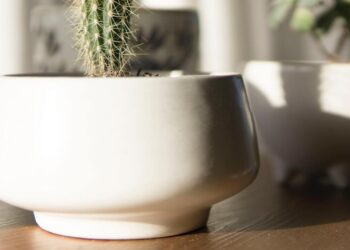 O impacto do tipo de vaso no crescimento das plantas