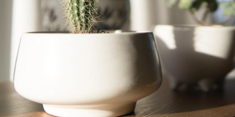 O impacto do tipo de vaso no crescimento das plantas