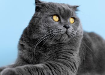 Gato de pelo curto inglês