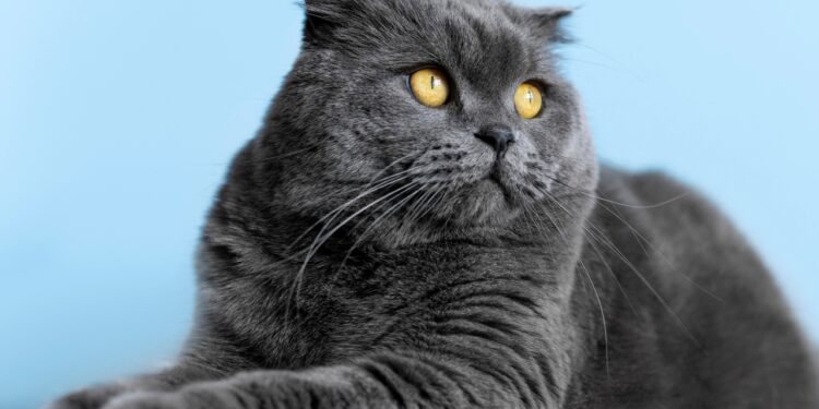 Gato de pelo curto inglês