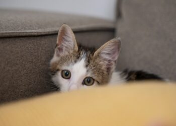 Gatos e fogos de artifício