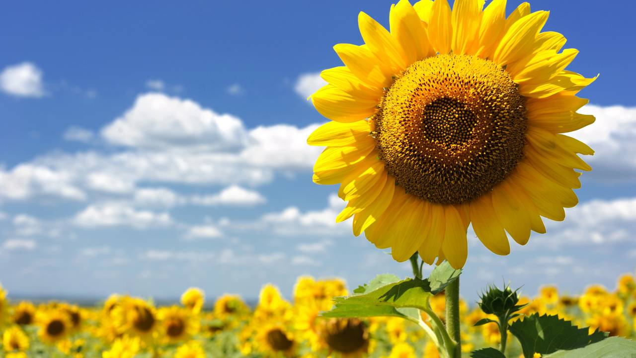 Como plantar girassóis em casa de maneira simples