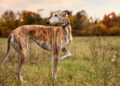 Greyhound