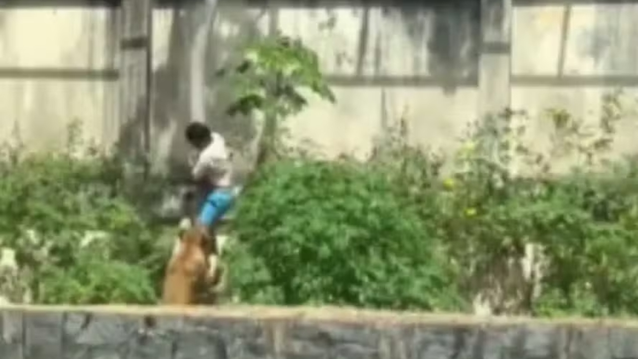 leoa em João Pessoa