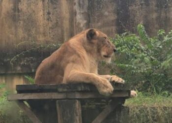 leoa em João Pessoa