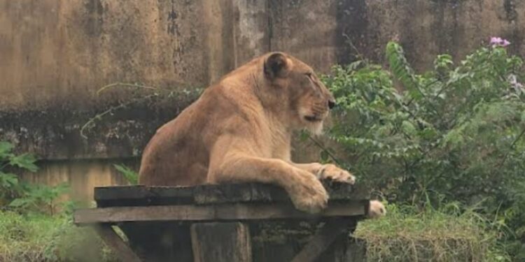 leoa em João Pessoa