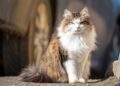 Maine coon
