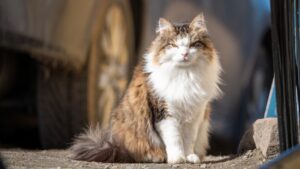 Maine coon