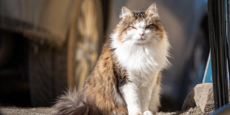 Maine coon