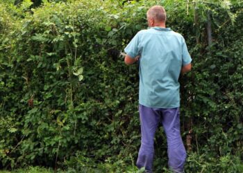 Dicas essenciais para não errar na hora de podar plantas