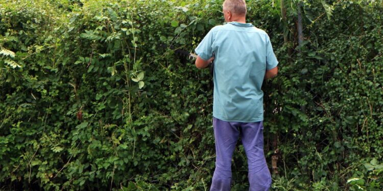 Dicas essenciais para não errar na hora de podar plantas