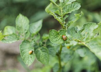 Como evitar insetos sem o uso de produtos químicos