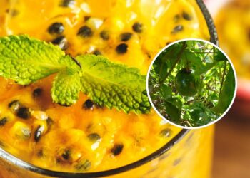 Como plantar maracujá em vasos na sua própria casa