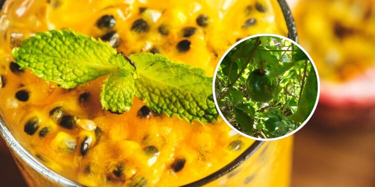 Como plantar maracujá em vasos na sua própria casa