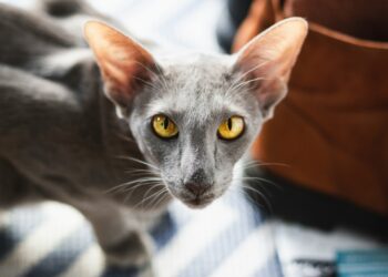 Oriental de Pelo Curto